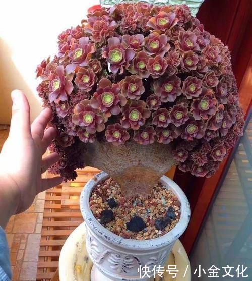 养肉的最高境界,多肉都缀化了,长成了小树桩,像极了孔雀开屏