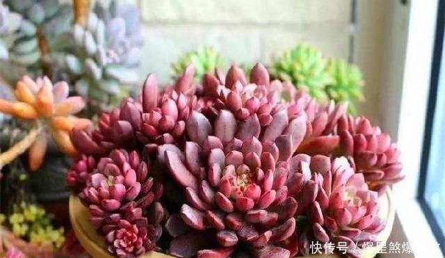 想露养多肉,避开这3个雷区,安全度夏,侧芽蹭蹭冒,独苗变老桩!