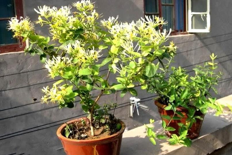 茶花|家中养3种“健康花”，种一次年年有花赏，花色鲜艳对身体好