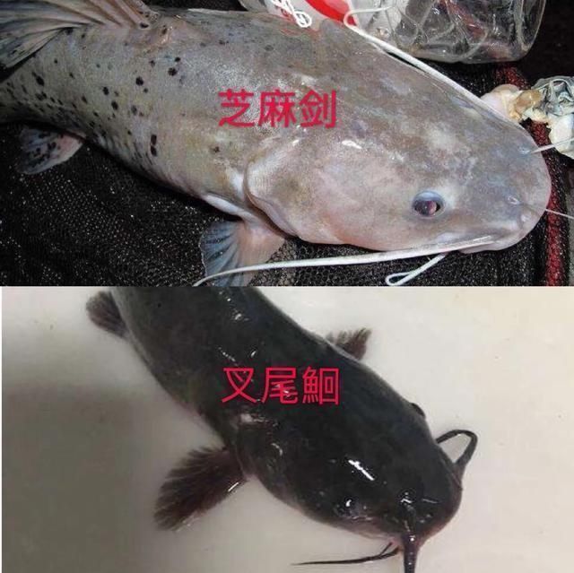 矶竿|这种是我国最贵的淡水鱼品种之一，很多人即使钓到都舍不得吃