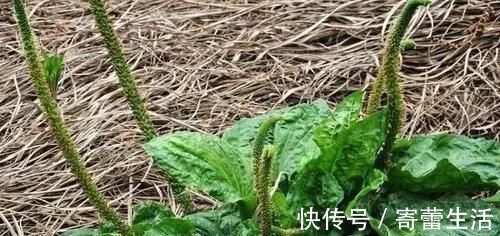 车前草|车前草，除了祛痰止咳，还有4种重要功效，最适合中老年人喝！