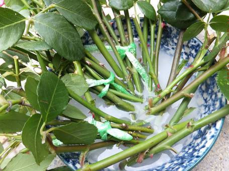 又到了扦插的季节,这十种扦插方法学起来,大大增加存活率