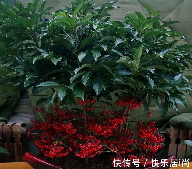 3种花很昂贵,也很“娇贵”,买回家“难伺候”,但太想要了!