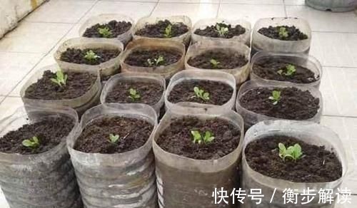 除了花盆之外,这些东西也是绝佳的养花神器,你用过吗?