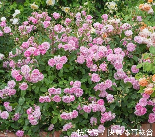 灌木|浓香月季品种大盘点，20个强香品种图文介绍。种一颗满屋飘香！