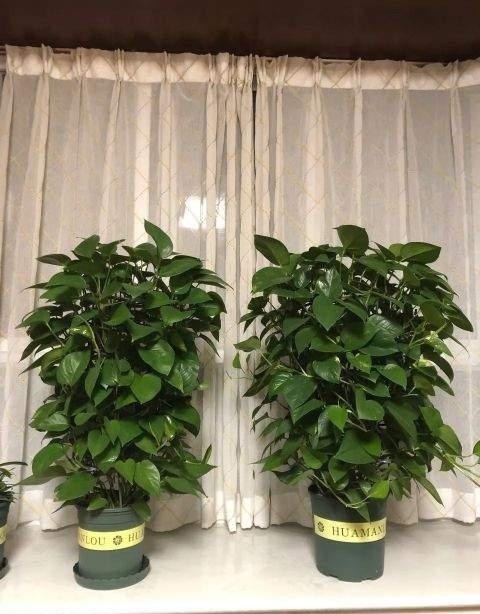 花都是浇死的,给花浇水有门道,教你这三点,以后养花少走弯路!