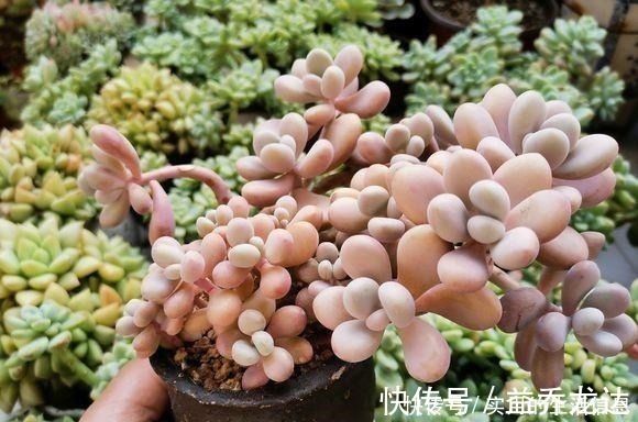 多肉植物|养不死的“桃蛋”，用“小陶盆”养，爆盆快，60天成老桩！