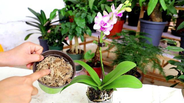 花盆|蝴蝶兰开败了?丢了就是扔钱,3个要点做好,来年蝴蝶花满屋