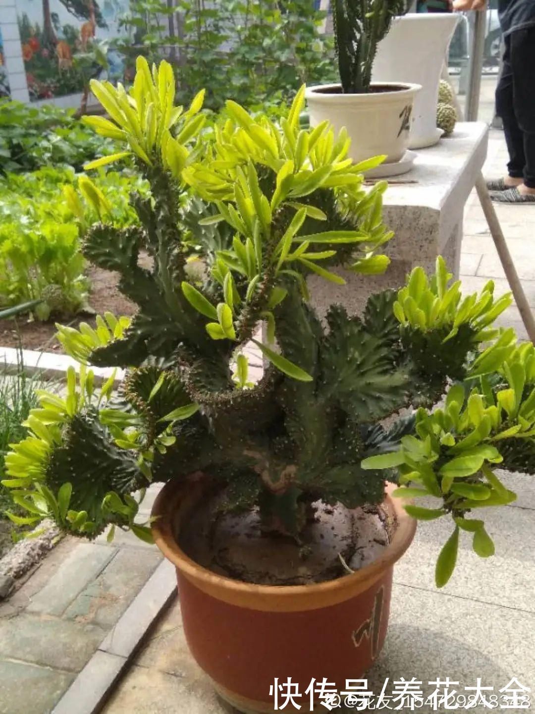 橡皮树|养花就怕乱浇水,越浇死得越快,赶紧住手