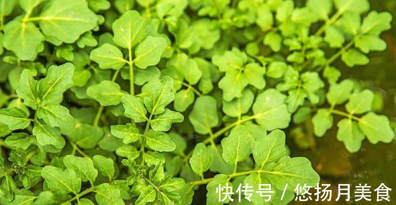 蔬菜|这些蔬菜吃了很多年,竟然都不知道名字!第一个就不认识!