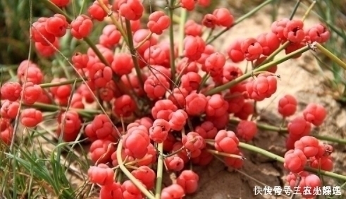 草药|农村一种“假樱桃”,国家管制的草药,发汗散寒,利尿消炎治痛风