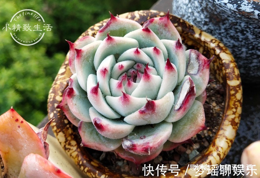 多肉一直不服盆,教你7个小方法,可快速发根,安全有效