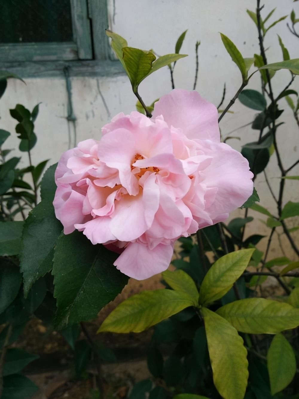 花朵|2种花特别适合冬天养,天气越冷花朵越鲜艳,状态比春天的花都美