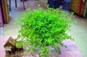 枯枝|5种东西扔盆底，盆土疏松又透气，花卉越长越旺，不烂根