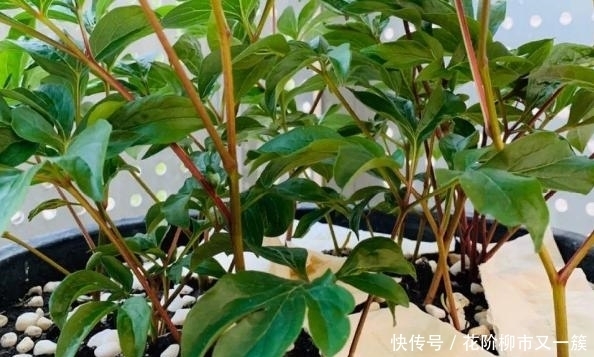 养花如何解决虫害问题?从预防到治疗,这里都有答案