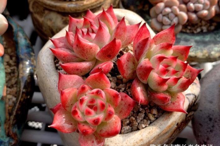 环境不好养多肉用大盆？是想一年四季对着一片“青菜”？快换盆吧