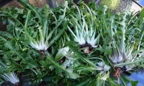 食物|女性不想老太快，推荐常吃3种食物，去斑养颜，清理体内毒素