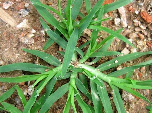 农民朋友|农村茅厕边人称“踩不死”的野草，农民见到就烦，治风湿却有奇效