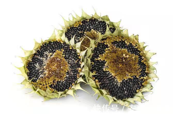卵磷脂|大腦最喜歡的食物-核桃只排第四，沒人能想到它排第一！