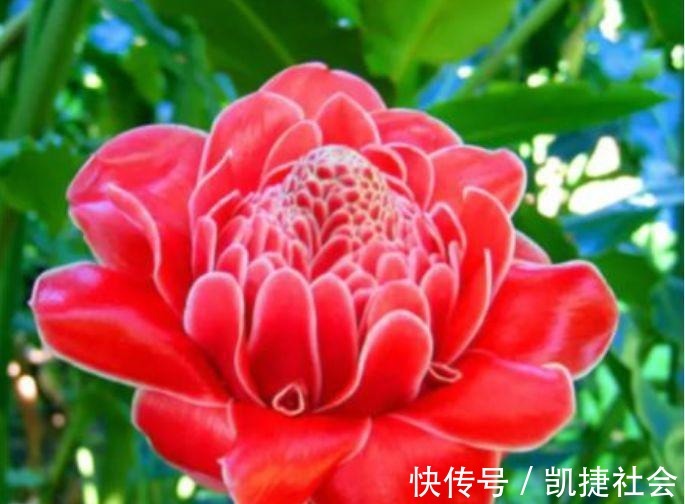 光照|聪明人都养3种花,花朵迷人,阵阵花香,花朵大!