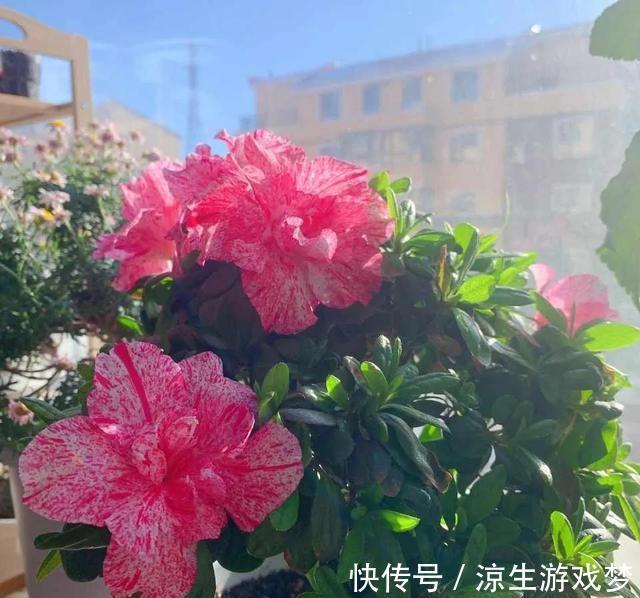 养护|杜鹃花有3怕，难怪会掉苞不开花，避开养护，花朵越开越多