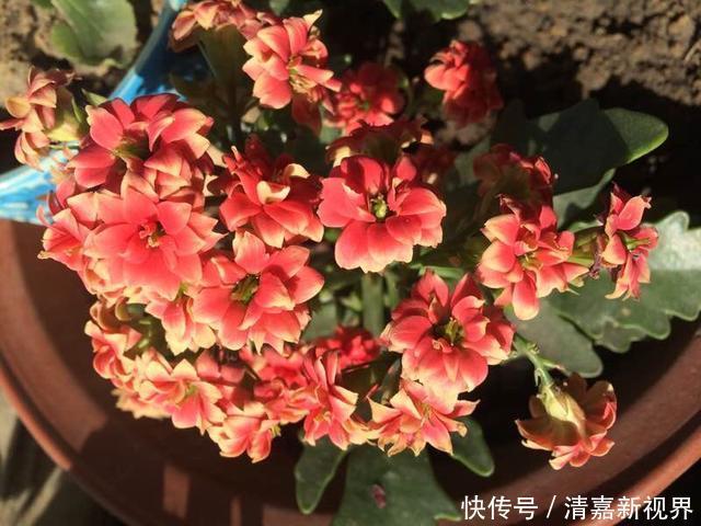 灭菌|养花的土,这样消毒“处理一下”,没有虫子病菌,花草长得旺!