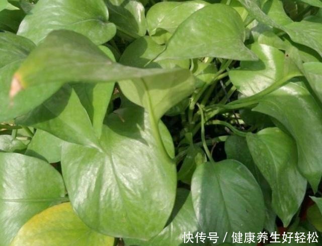 家有这2种“垃圾”,是养花的“宝贝”,平时别扔了,养绿萝超旺!