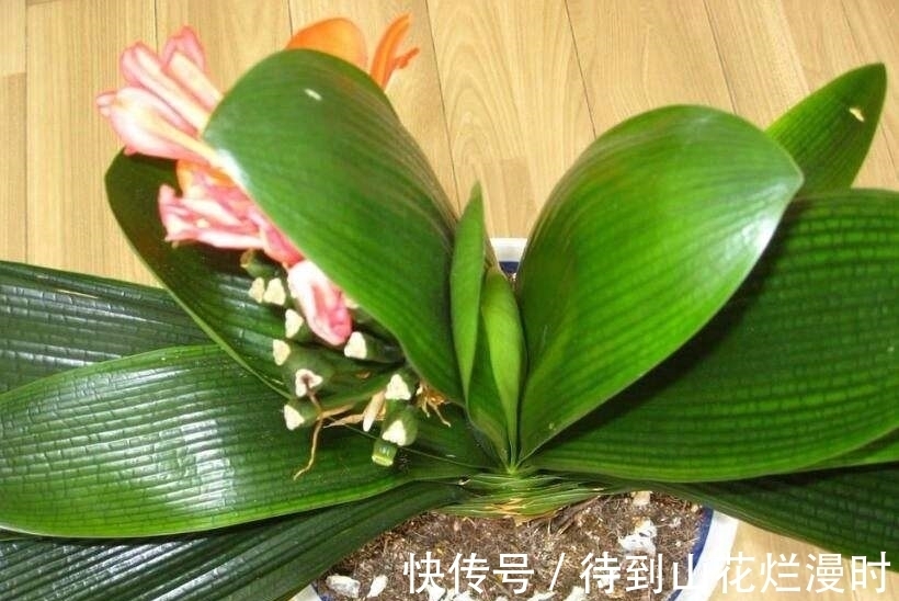 水质|君子兰用什么样的水好?谨记“3浇1不浇”,选对水质,想不旺也难