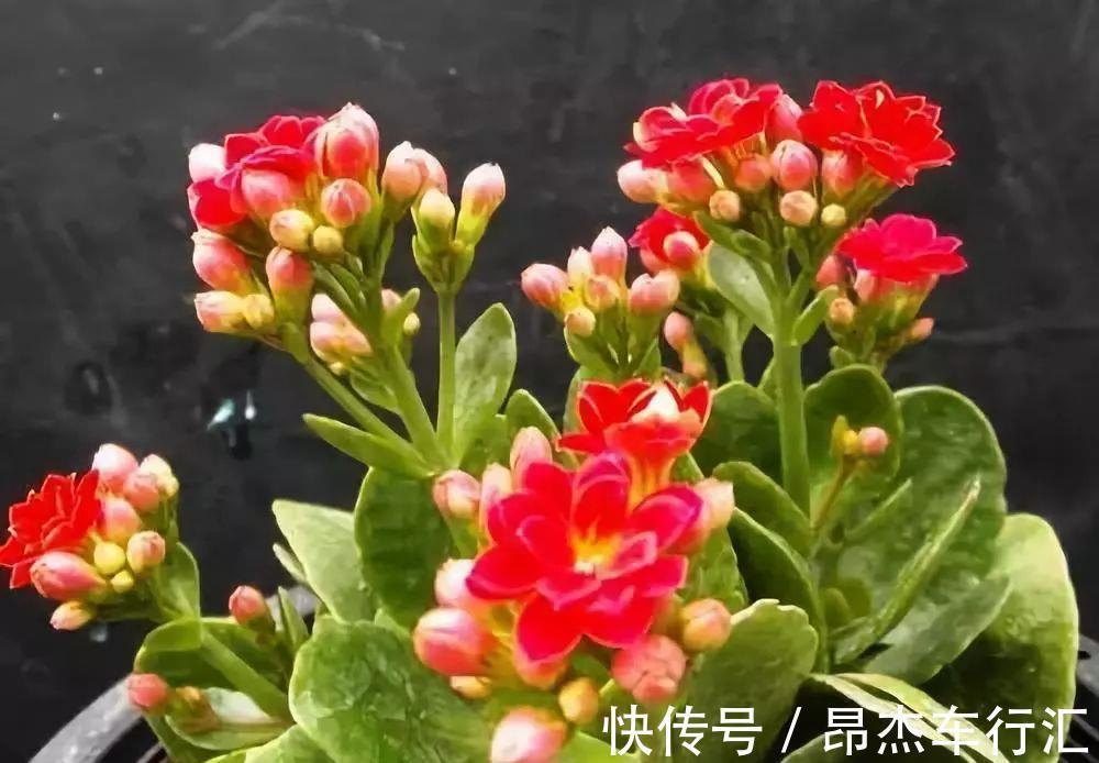 虎尾兰|家里养这12种“吸毒”绿植,净化空气,老人小孩少生病