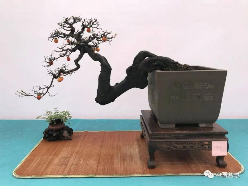 爱好者|这两种盆景能当传家宝,被爱好者当“心头肉”