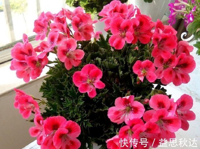 夏天|夏天养花难养此3种花“最适合”，越晒越旺，给点水就“爆盆”