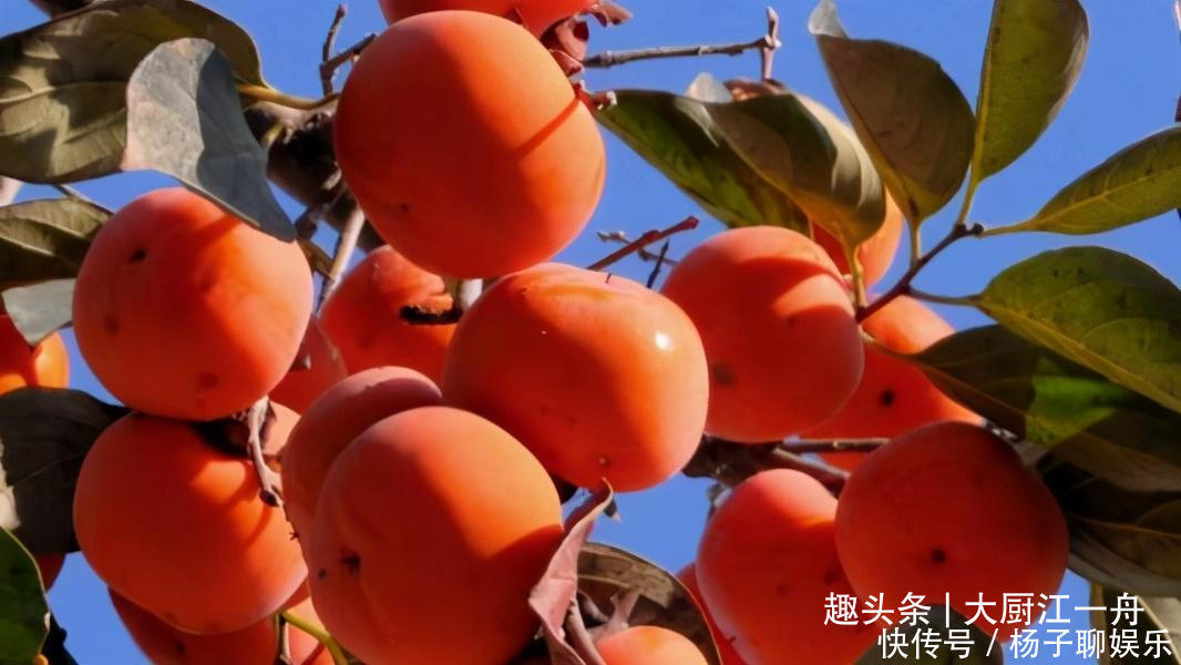 做柿子饼时,直接晒是不对的!教你1招,只需5天就能晒成