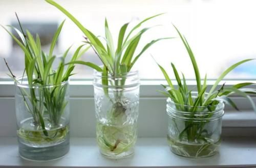 花草扦插范本：拿这4样育苗，这么操作简单易学、成活率特高