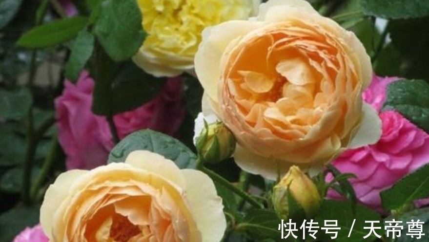 光照|4种花养家里,福旺运旺财更旺,开满整个花盆,快养起来吧!