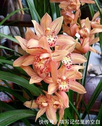 叶片|新手养兰花，这种肥最好别用，很容易“烧苗”