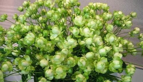  插土|最不像月季的月季，花色翠绿，花开爆盆，插土就能活，阳台党必备