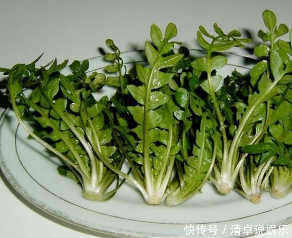 菊苣根别名叫什么