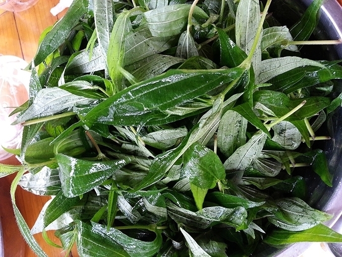 中华本草|农村一奇特野草,根似人参,用来炖肉有奇效,曾是穷苦人的救命草