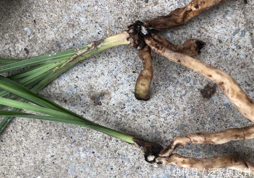 叶基|兰花度夏,“两腐”是大难题,6招预防3招治疗,小心谨慎过夏天