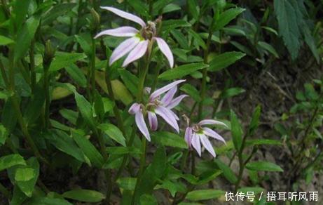 有一种天然的野草 国外名气比国内大 内服外洗还能治座疮痘痘 快资讯 有一种天然的野草 国外名气比国内大 内服外洗还能治座疮痘痘 快资讯