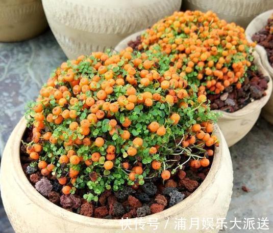 花中玛瑙|1种“花”,被称“花中玛瑙”,花大钱也买不到,养一盆值了