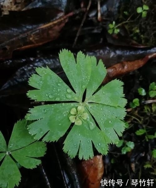 世界上最独立的植物,一生只长一片叶子,只开一朵绿色的小花