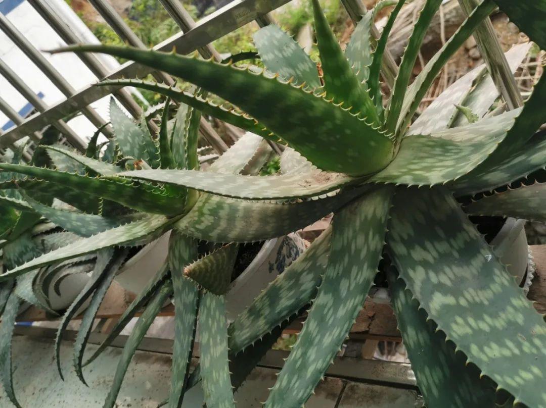 浇水|10种花要控水,天热反而不能浇,一浇水就死