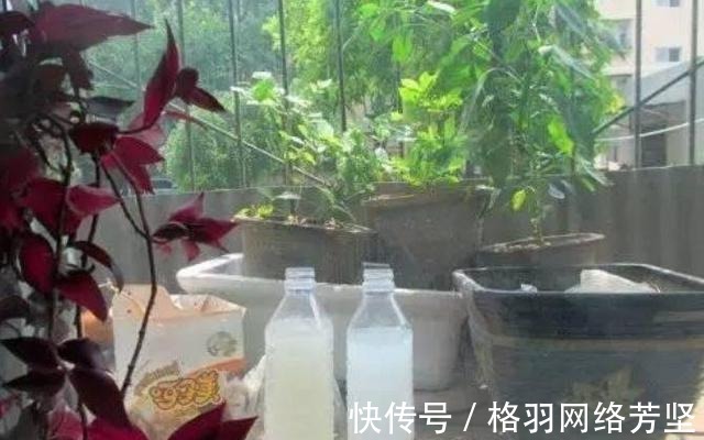 黄叶|绿萝又黄叶了, 这样一处理, 又是绿油油的一盆!