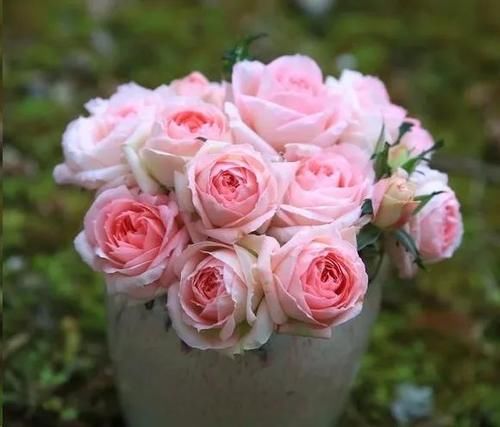 月季花新叶出现这种现象时，要及早矫正！