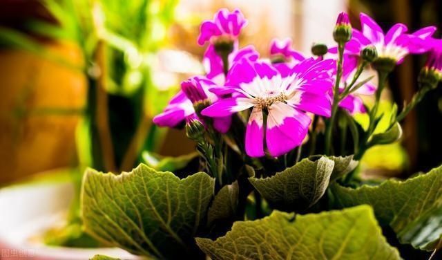 植株|养花高手都是这样浇水的,养一盆爆一盆,真是活到老学到老