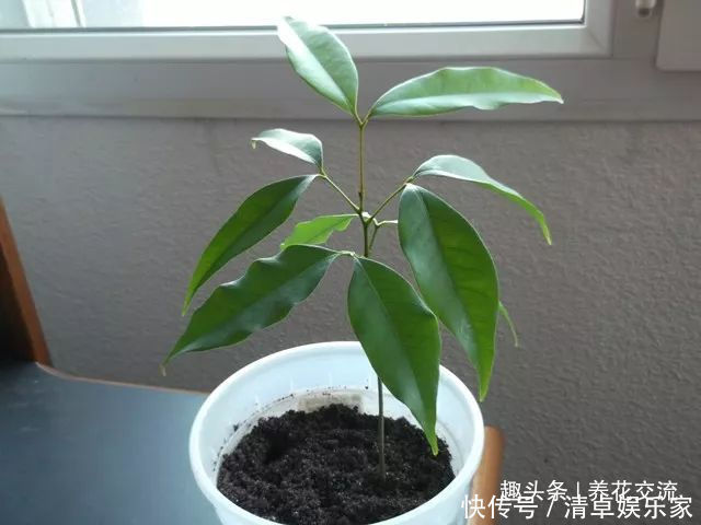 可爱|水果吃剩下的果核养成窗台上可爱的盆栽,你尝试过哪种