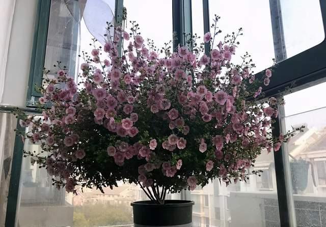 惊人|3种花开花太惊人,一次200朵,懂花的人都喜欢