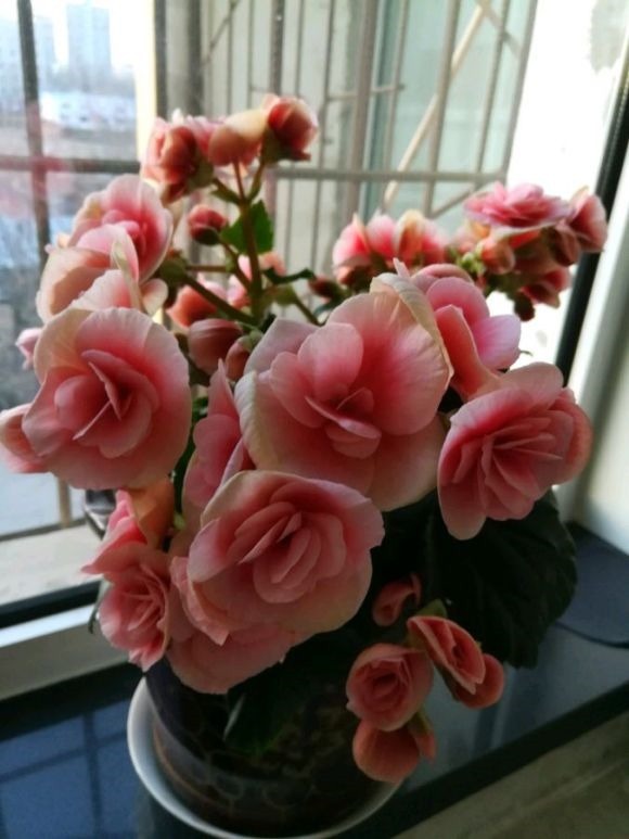 漂亮|4种漂亮花“忒难养”，养花功底薄，年年养不活，买了就后悔