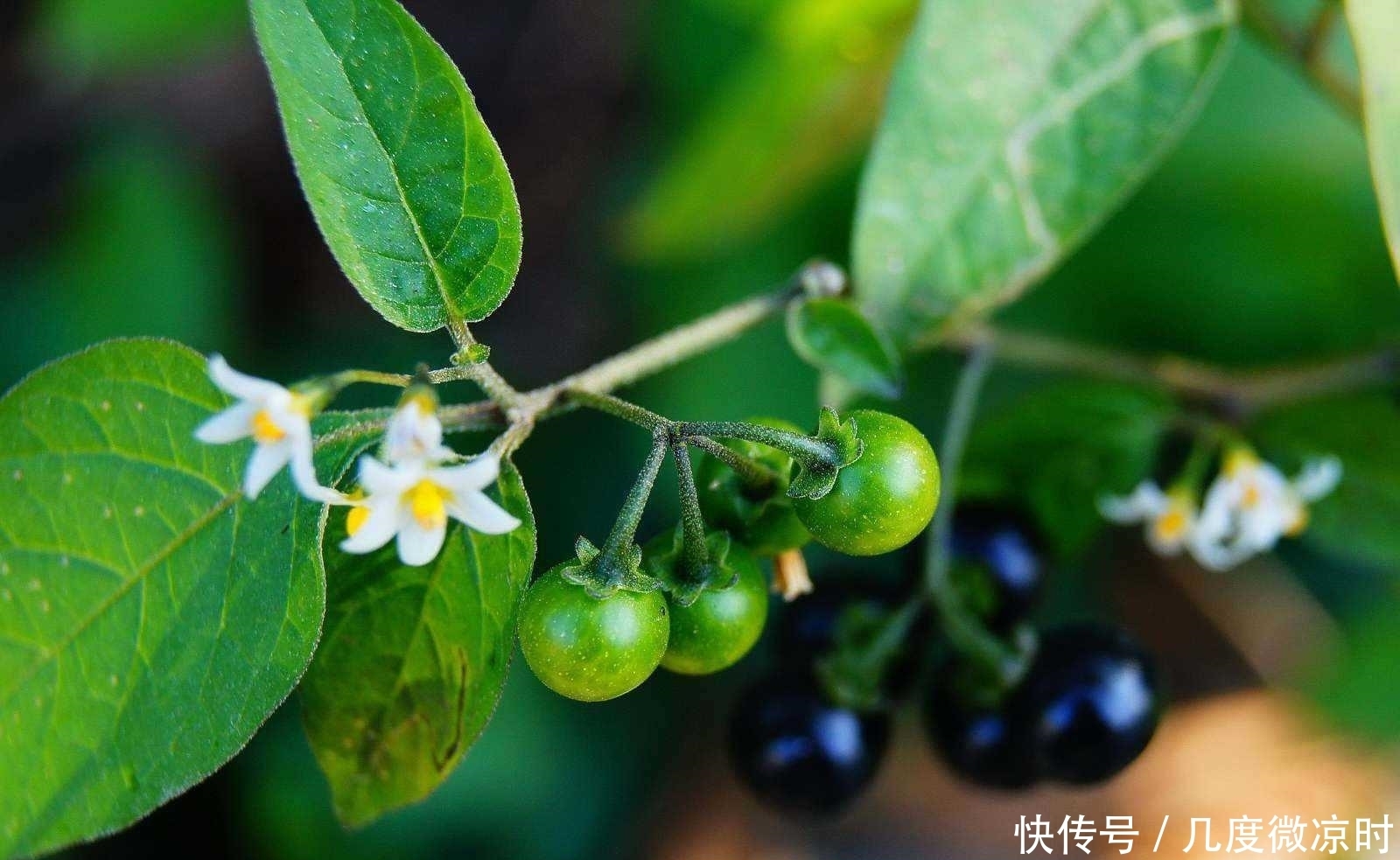 胡萝卜素|农村可以吃的野物，对男女都有作用，很多人没见过